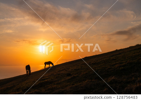 <Miyazaki Prefecture> Cape Toi at dusk with horses <Miyazaki Prefecture> Cape Toi at dusk with horses 128756483