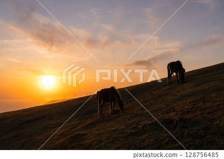 <宮崎縣>黃昏時分的土井岬與馬匹 128756485