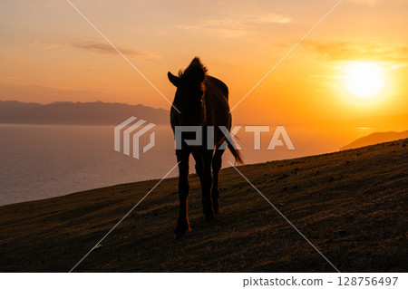 <Miyazaki Prefecture> Cape Toi at dusk with horses 128756497
