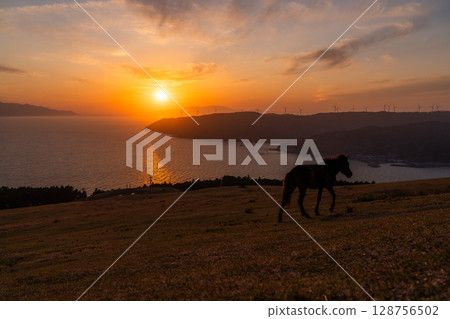 <宮崎縣>黃昏時分的土井岬與馬匹 128756502