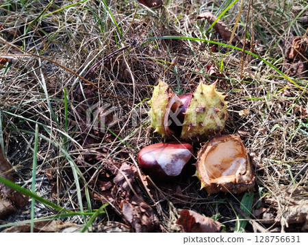 chestnuts in prickly shell lying in grass top view chestnuts in prickly shell lying in grass top view 128756631