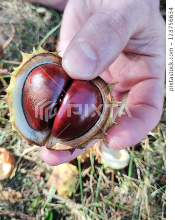 Chestnut in shell close-up view . Harvesting and disposal of chestnut fruits 128756634