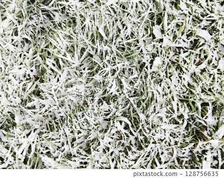 Green Grass in Snow Close-up Background Green White Winter Suddenly First Snow 128756635