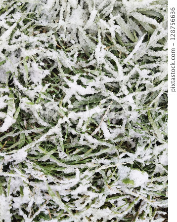 The first snow on the green grass. Sudden Arrival of Winter Close-Up Vertical Photo 128756636