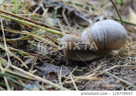 Grape snail on grass ground close-up Grape snail on grass ground close-up 128756647