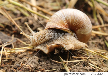 Grape snail on grass ground close-up summer time Grape snail on grass ground close-up summer time 128756648