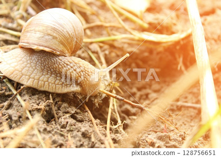 Grape snail crawling in the grass on a sunny day Grape snail crawling in the grass on a sunny day 128756651