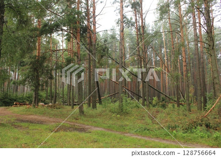 A fallen tree in the forest. Rotten trees in the forest. Fallen Tree A fallen tree in the forest. Rotten trees in the forest. Fallen Tree 128756664