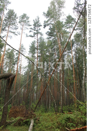 fallen trees broken in the forest. Aftermath storm 128756672