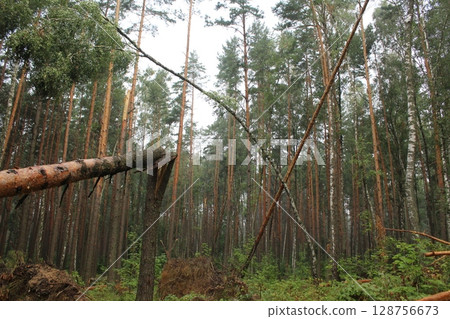 Broken pine trees in the forest. Damage to wood 128756673