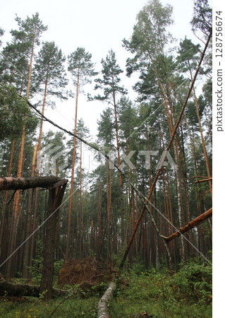 A broken tree in the forest in the summer season. Timber Harvesting Season A broken tree in the forest in the summer season. Timber Harvesting Season 128756674