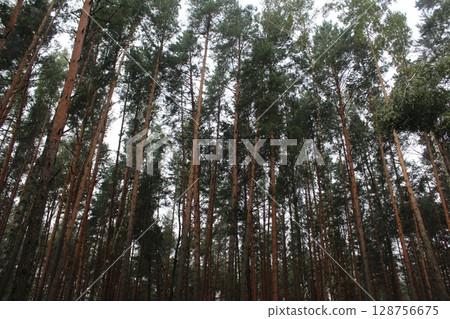 A broken tree in the forest in the summer season. Timber Harvesting 128756675