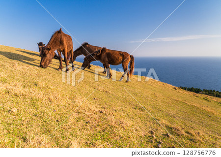 <Miyazaki Prefecture> Cape Toi at dusk with horses 128756776