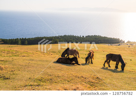 <Miyazaki Prefecture> Cape Toi at dusk with horses <Miyazaki Prefecture> Cape Toi at dusk with horses 128756782