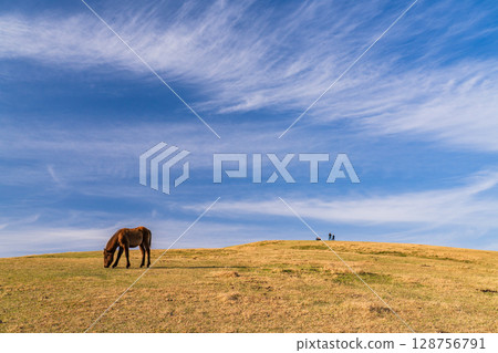 <Miyazaki Prefecture> Cape Toi at dusk with horses 128756791