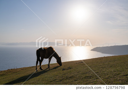<Miyazaki Prefecture> Cape Toi at dusk with horses 128756798