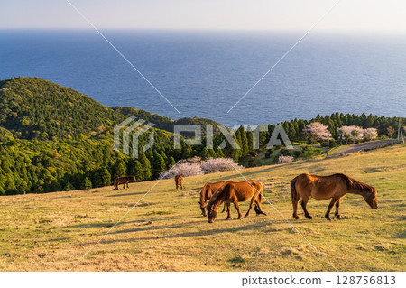 <Miyazaki Prefecture> Cape Toi at dusk with horses <Miyazaki Prefecture> Cape Toi at dusk with horses 128756813