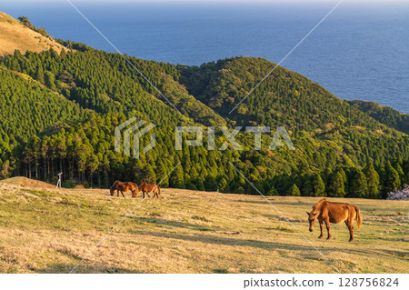 <Miyazaki Prefecture> Cape Toi at dusk with horses <Miyazaki Prefecture> Cape Toi at dusk with horses 128756824