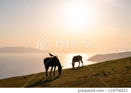 <Miyazaki Prefecture> Cape Toi at dusk with horses <Miyazaki Prefecture> Cape Toi at dusk with horses 128756831