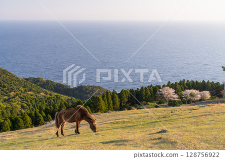 <Miyazaki Prefecture> Cape Toi at dusk with horses 128756922