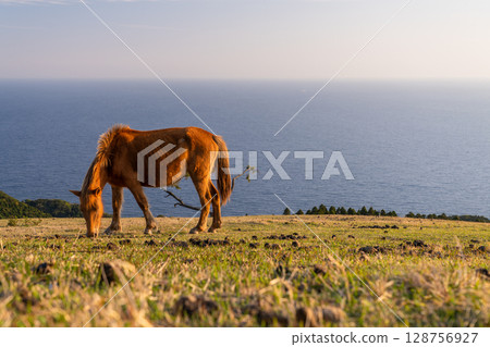 <宮崎縣>黃昏時分的土井岬與馬匹 <宮崎縣>黃昏時分的土井岬與馬匹 128756927