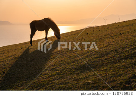 <Miyazaki Prefecture> Cape Toi at dusk with horses 128756938