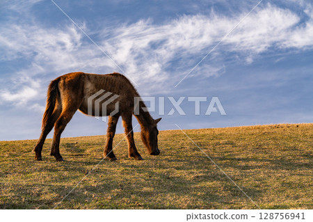 <Miyazaki Prefecture> Cape Toi at dusk with horses <Miyazaki Prefecture> Cape Toi at dusk with horses 128756941
