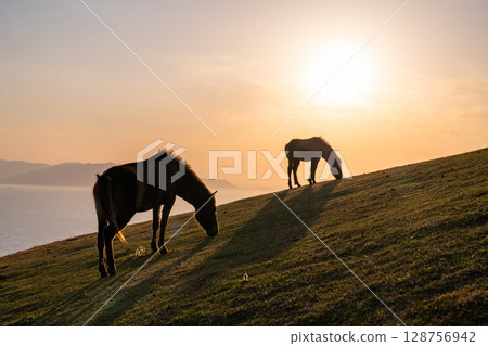 <宮崎縣>黃昏時分的土井岬與馬匹 <宮崎縣>黃昏時分的土井岬與馬匹 128756942