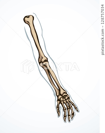 Vector drawing. Bones of the arm and shoulder Vector drawing. Bones of the arm and shoulder 128757034