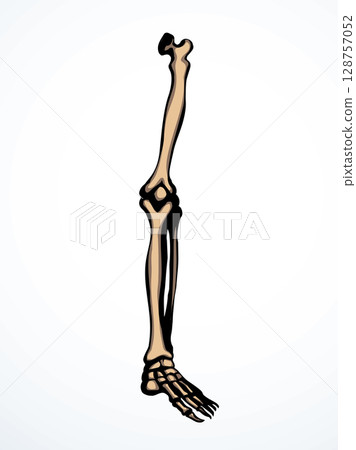 Vector drawing. Bones of the leg Vector drawing. Bones of the leg 128757052