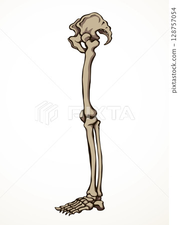 Vector drawing. Bones of the leg Vector drawing. Bones of the leg 128757054