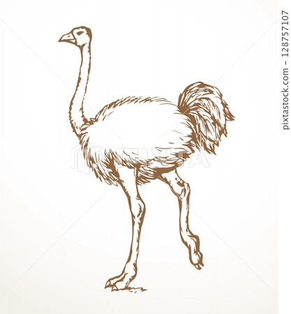 Vector drawing. Ostrich in the steppe 128757107