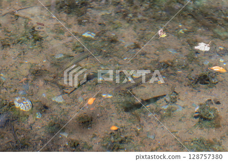 Scenery of swimming char – Summer in Kamikochi Scenery of swimming char – Summer in Kamikochi 128757380