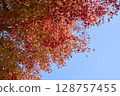 Autumn leaves and blue sky 128757455