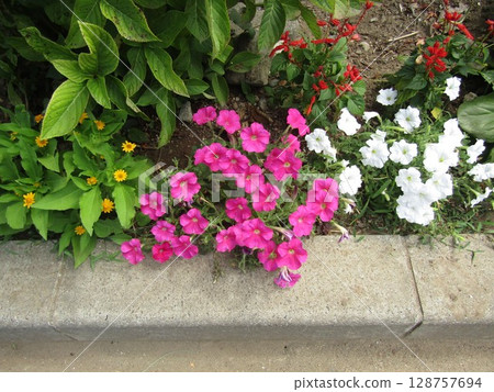 粉紅色和白色的矮牽牛 粉紅色和白色的矮牽牛 128757694