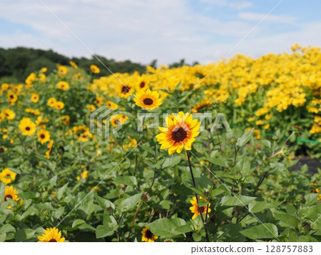 Hakodateyama in early summer (Shiga Prefecture) Hakodateyama in early summer (Shiga Prefecture) 128757883