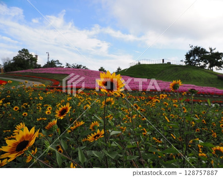 Hakodateyama in early summer (Shiga Prefecture) Hakodateyama in early summer (Shiga Prefecture) 128757887