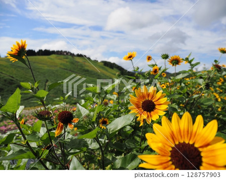 Hakodateyama in early summer (Shiga Prefecture) 128757903