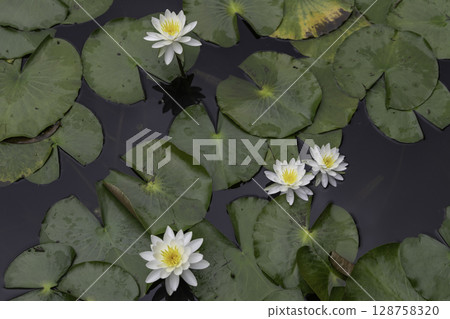 A tranquil scene of white water lilies and lotus leaves blooming on the water surface (Minokamo Hydrangea Pond) 128758320