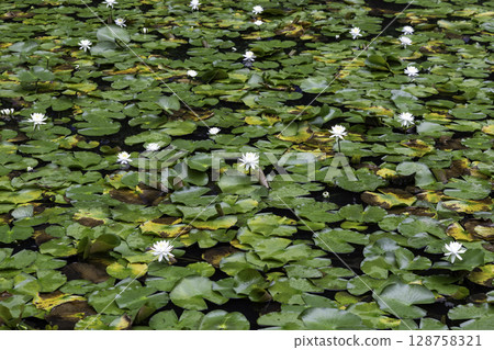 A tranquil scene of white water lilies and lotus leaves blooming on the water surface (Minokamo Hydrangea Pond) 128758321