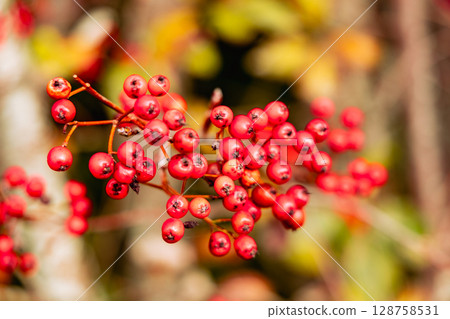 Red rowan berries on autumn tree Red rowan berries on autumn tree 128758531