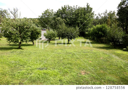 Landscape of a country house with a lawn and fruit trees Landscape of a country house with a lawn and fruit trees 128758556
