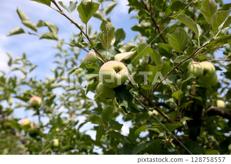 Ripe apples on a tree 128758557