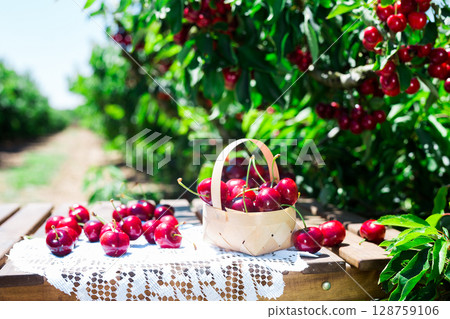 still life of cherries in wicker basket on table in garden still life of cherries in wicker basket on table in garden 128759106