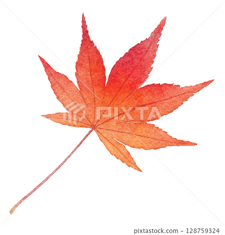 Fallen leaves illustration maple watercolor one piece Fallen leaves illustration maple watercolor one piece 128759324