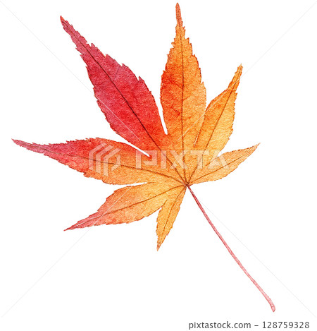 Fallen leaves illustration maple watercolor one piece Fallen leaves illustration maple watercolor one piece 128759328