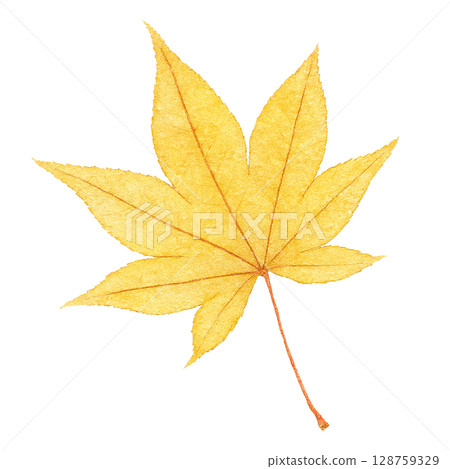 Fallen leaves illustration watercolor one piece maple Fallen leaves illustration watercolor one piece maple 128759329