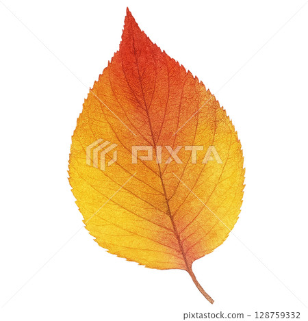 Fallen leaves illustration watercolor one piece 128759332
