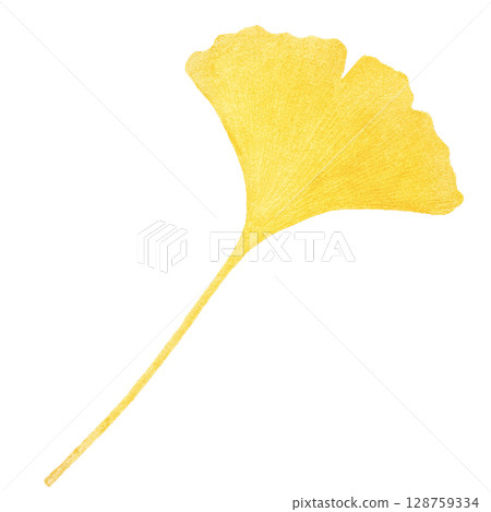 Fallen leaves illustration watercolor one piece ginkgo Fallen leaves illustration watercolor one piece ginkgo 128759334