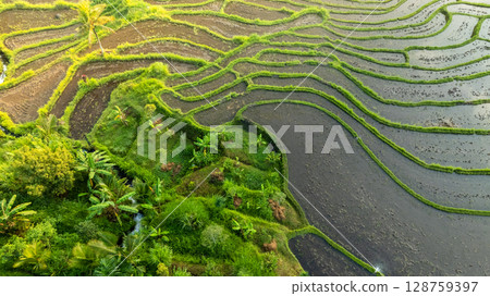 Panoramic View of Rice Terraces in Bali, Indonesia. Top aerial drone view of green rice fields. 128759397
